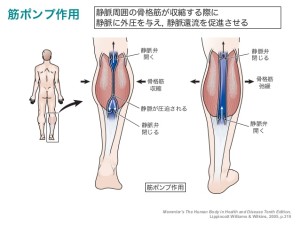 静脈還流